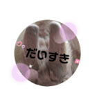 ⋆ᙏ̤̫͚*  マロンのスタンプん*（個別スタンプ：7）