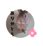 ⋆ᙏ̤̫͚*  マロンのスタンプん*（個別スタンプ：8）