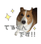 コーギー犬♡てるくん2（個別スタンプ：1）
