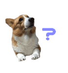 コーギー犬♡てるくん2（個別スタンプ：2）