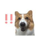 コーギー犬♡てるくん2（個別スタンプ：3）