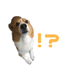コーギー犬♡てるくん2（個別スタンプ：4）