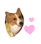 コーギー犬♡てるくん2（個別スタンプ：5）