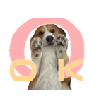 コーギー犬♡てるくん2（個別スタンプ：6）