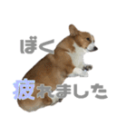 コーギー犬♡てるくん2（個別スタンプ：8）