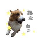 コーギー犬♡てるくん2（個別スタンプ：9）