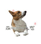 コーギー犬♡てるくん2（個別スタンプ：10）
