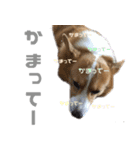 コーギー犬♡てるくん2（個別スタンプ：11）