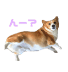 コーギー犬♡てるくん2（個別スタンプ：12）