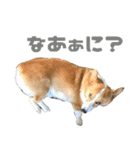 コーギー犬♡てるくん2（個別スタンプ：13）