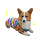 コーギー犬♡てるくん2（個別スタンプ：14）