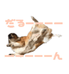 コーギー犬♡てるくん2（個別スタンプ：15）