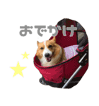 コーギー犬♡てるくん2（個別スタンプ：16）