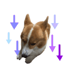 コーギー犬♡てるくん2（個別スタンプ：18）