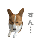 コーギー犬♡てるくん2（個別スタンプ：19）