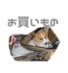 コーギー犬♡てるくん2（個別スタンプ：20）