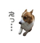 コーギー犬♡てるくん2（個別スタンプ：21）