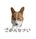コーギー犬♡てるくん2（個別スタンプ：22）