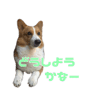 コーギー犬♡てるくん2（個別スタンプ：23）