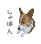 コーギー犬♡てるくん2（個別スタンプ：24）