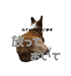 コーギー犬♡てるくん2（個別スタンプ：25）