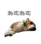 コーギー犬♡てるくん2（個別スタンプ：26）