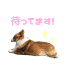 コーギー犬♡てるくん2（個別スタンプ：27）
