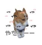 コーギー犬♡てるくん2（個別スタンプ：28）