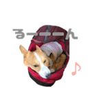 コーギー犬♡てるくん2（個別スタンプ：29）