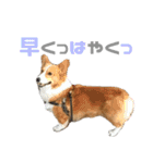 コーギー犬♡てるくん2（個別スタンプ：30）