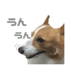 コーギー犬♡てるくん2（個別スタンプ：31）
