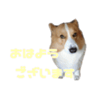 コーギー犬♡てるくん2（個別スタンプ：33）