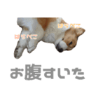 コーギー犬♡てるくん2（個別スタンプ：35）