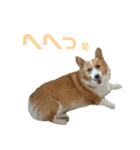 コーギー犬♡てるくん2（個別スタンプ：36）