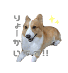 コーギー犬♡てるくん2（個別スタンプ：37）