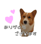 コーギー犬♡てるくん2（個別スタンプ：38）