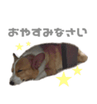 コーギー犬♡てるくん2（個別スタンプ：39）