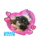 仔犬のぐんちゃんスタンプ（個別スタンプ：3）