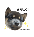 仔犬のぐんちゃんスタンプ（個別スタンプ：4）