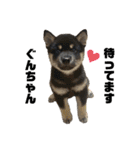 仔犬のぐんちゃんスタンプ（個別スタンプ：9）