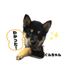 仔犬のぐんちゃんスタンプ（個別スタンプ：12）