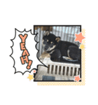 仔犬のぐんちゃんスタンプ（個別スタンプ：13）