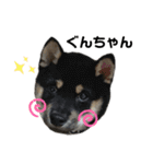 仔犬のぐんちゃんスタンプ（個別スタンプ：14）