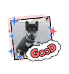仔犬のぐんちゃんスタンプ（個別スタンプ：15）