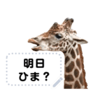 キリンの日常的なメッセージスタンプ！（個別スタンプ：13）