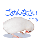 白文鳥のはくまいスタンプ♡（個別スタンプ：4）