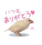 白文鳥のはくまいスタンプ♡（個別スタンプ：6）