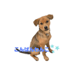 愛犬シェリの日常（個別スタンプ：1）