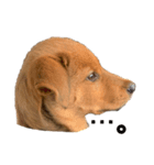 愛犬シェリの日常（個別スタンプ：3）