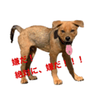 愛犬シェリの日常（個別スタンプ：4）